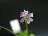 Pinguicula emarginata Blte