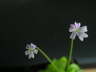 Pinguicula emarginata Blte