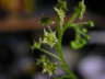 Drosera adelae Blte