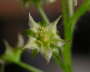 Drosera adelae Blte