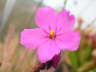 Drosera capensis 'Red'