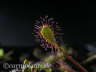 Drosera anglica x rotundifolia