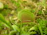 Falle Dionaea muscipula