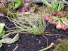 Drosera filiformis