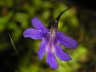 Pinguicula grandiflora ssp rosea x fiorii