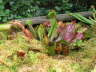 Sarracenia Hybride