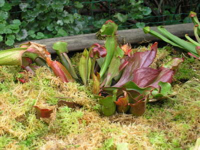 Sarracenia Hybride