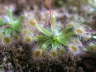 Drosera pulchella 'ogange' Blte