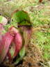 Sarracenia purpurea