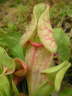 Sarracenia purpurea