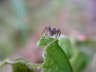 Sarracenia Schlauch mit Spinne