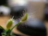 Drosera scorpioides