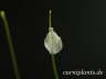 Utricularia livida 'South Africa'